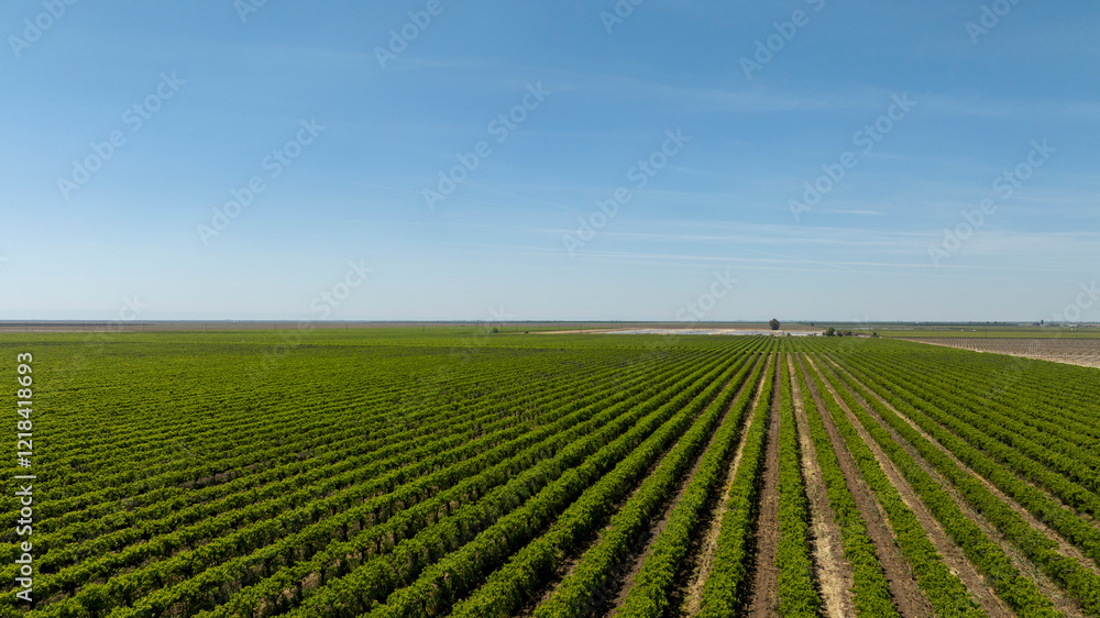 Aerial view of symmetrical rows of crops in California Central Valley Aerial view of symmetrical rows of crops in California Central Valley