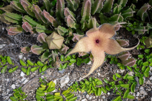 Pale reddish starfish carrion flower blooming among succulants photo