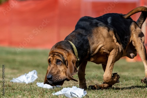 Purebred Bloodhound Scent Hound Running Lure Course Sprint Dog Sport photo