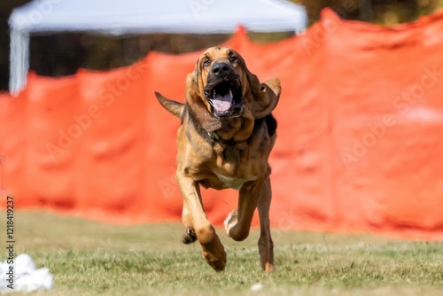 Purebred Bloodhound Scent Hound Running Lure Course Sprint Dog Sport photo