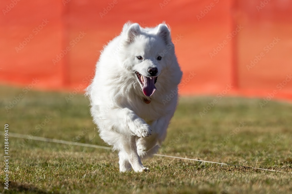 Naklejka premium Miniature American Eskimo Spitz Running Lure Course Sprint Dog Sport