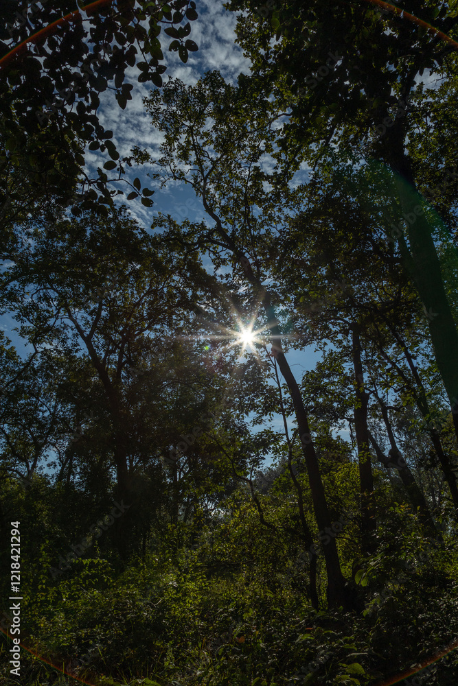 Obraz premium A dense forest landscape with towering trees and lush greenery, as golden sun rays filter through thick canopy, casting a warm glow on the forest floor. The clear blue sky peeks through the branches