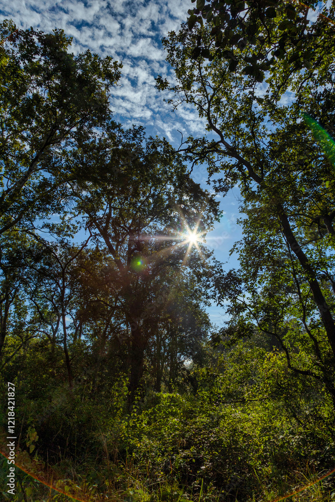 Obraz premium A dense forest landscape with towering trees and lush greenery, as golden sun rays filter through thick canopy, casting a warm glow on the forest floor. The clear blue sky peeks through the branches