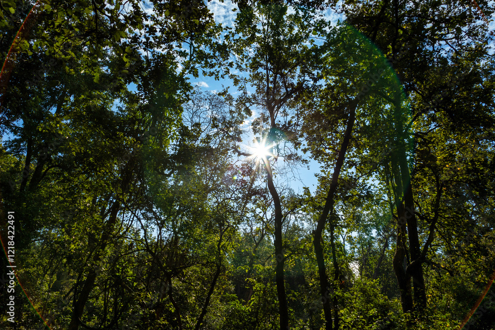 A dense forest landscape with towering trees and lush greenery, as golden sun rays filter through thick canopy, casting a warm glow on the forest floor. The clear blue sky peeks through the branches A dense forest landscape with towering trees and lush greenery, as golden sun rays filter through thick canopy, casting a warm glow on the forest floor. The clear blue sky peeks through the branches