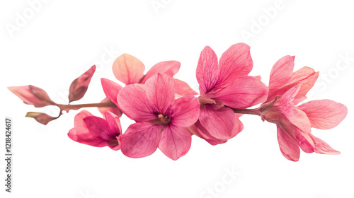 Pink flower on transparent background
