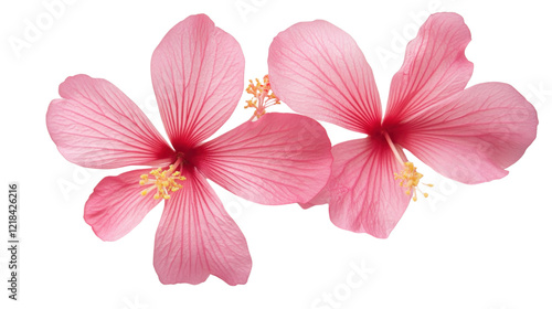 Pink flower on transparent background