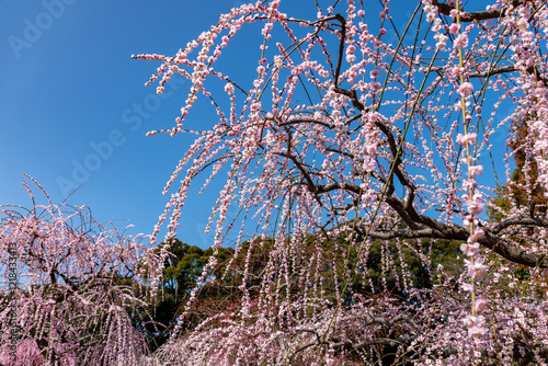 Wallpaper Mural しだれ梅 Torontodigital.ca