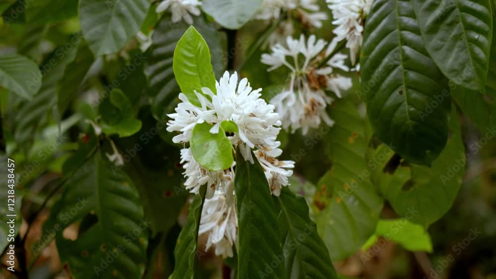 Coffee plants with flowers ,flourished coffee plant,blooming on coffee plants season and green coffee leaves. close-up Coffee plants with flowers ,flourished coffee plant,blooming on coffee plants season and green coffee leaves. close-up