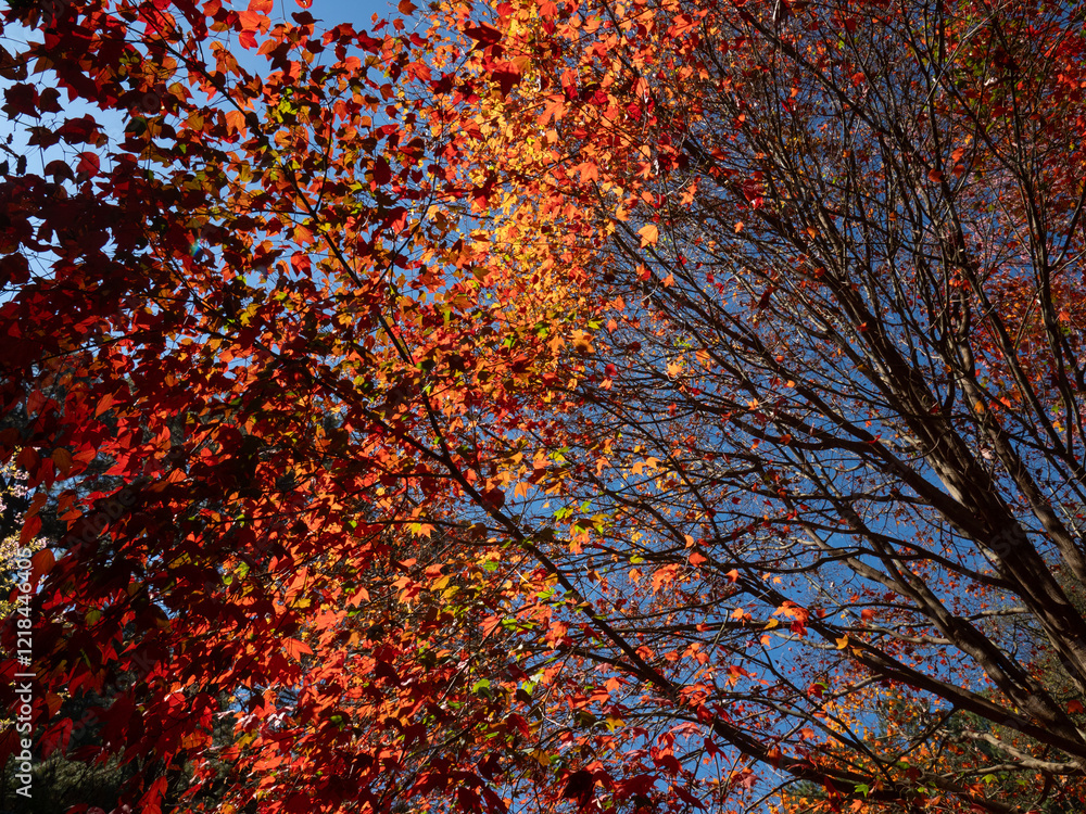 Red Maple leaves at Doi Inthanon National Park in Chiang Mai, Thailand.