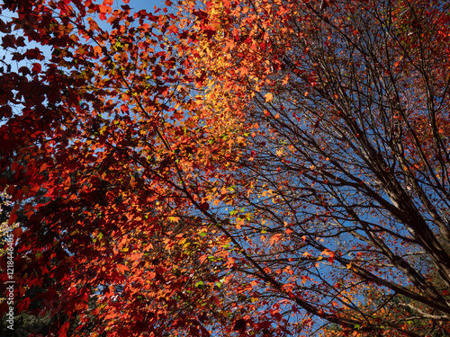 Obraz na płótnie Red Maple leaves at Doi Inthanon National Park in Chiang Mai, Thailand. w salonie