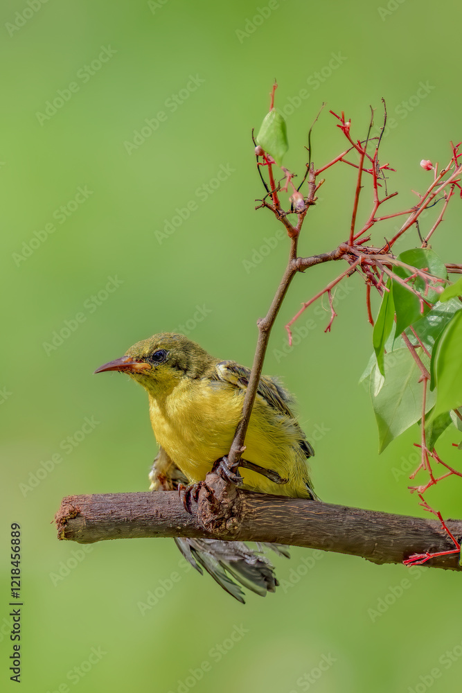 Naklejka premium olive-backed sunbird