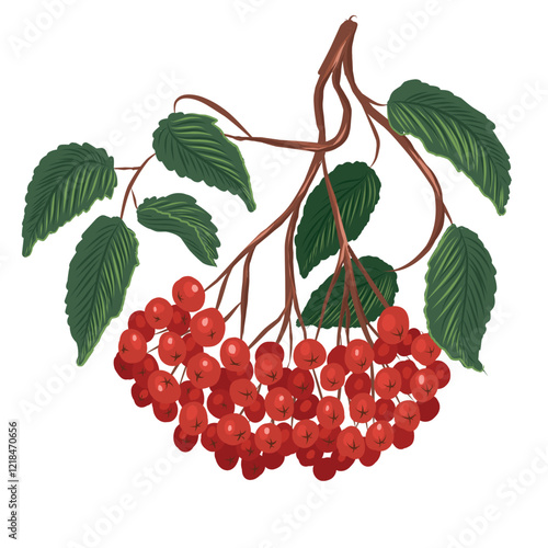 A picturesque branch of red ripe rowan. Vector illustration