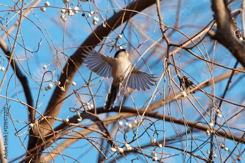 Small Silver-throated bushtit flying among tree branch, Aegithalos glaucogularis or long tailed tit.
