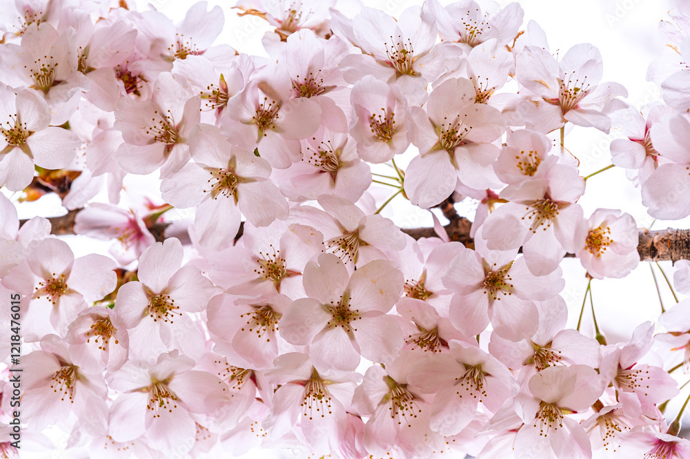 Japanese cherry Blossom (Sakura tree) spring season or hanabi season in japan, outdoor pastel color background
