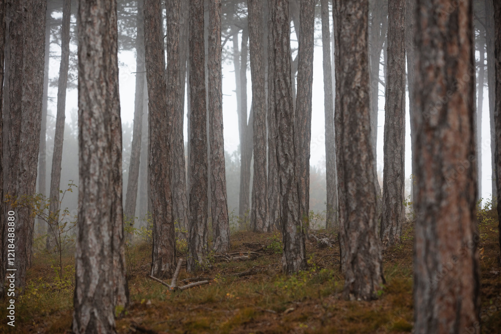 Fototapeta premium morning forest in the mist