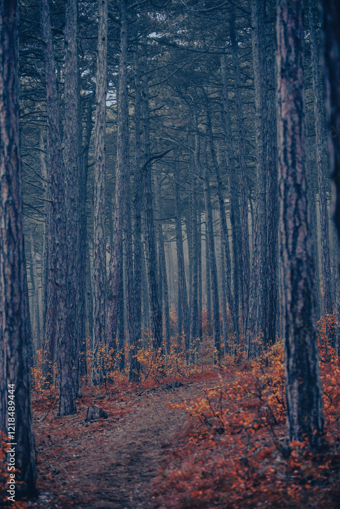 Fototapeta premium morning forest in the mist