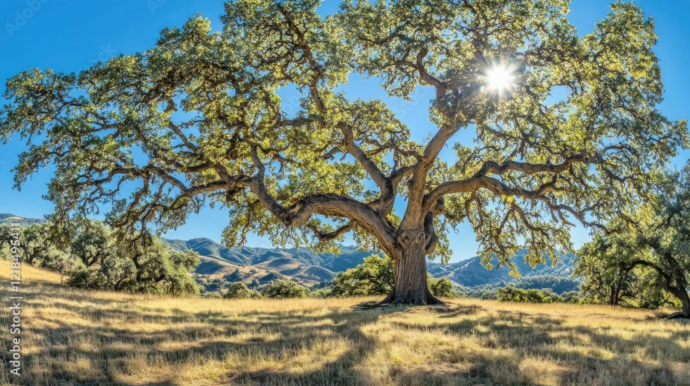 Majestic Oak Tree Sunburst, Hilly Landscape, Summer Majestic Oak Tree Sunburst, Hilly Landscape, Summer