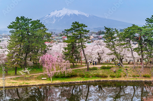 Obraz na płótnie Cherry blossom or Sakura tunnel full bloom in the Hirosaki Castle traditional Japanese castle Park at Hirosaki Castle Park, Aomori, Japan w salonie