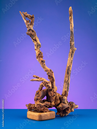 Close-up of elegant wooden driftwood suitable for aquarium or terrarium use on  purple backdrop photo