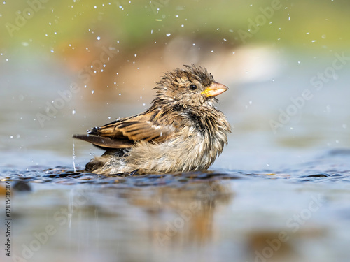 Sparrow bathing in the river. Close-up