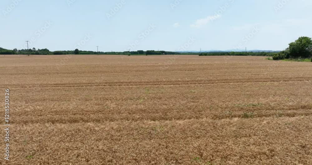 Golden wheat field stretching to the horizon under a clear sky Golden wheat field stretching to the horizon under a clear sky