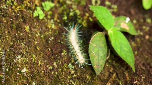 Detailed close-up of a Lonomia caterpillar, known for its venomous nature. Filmed in Costa Rica, this shot captures the intricate patterns of this fascinating yet dangerous creature. photo