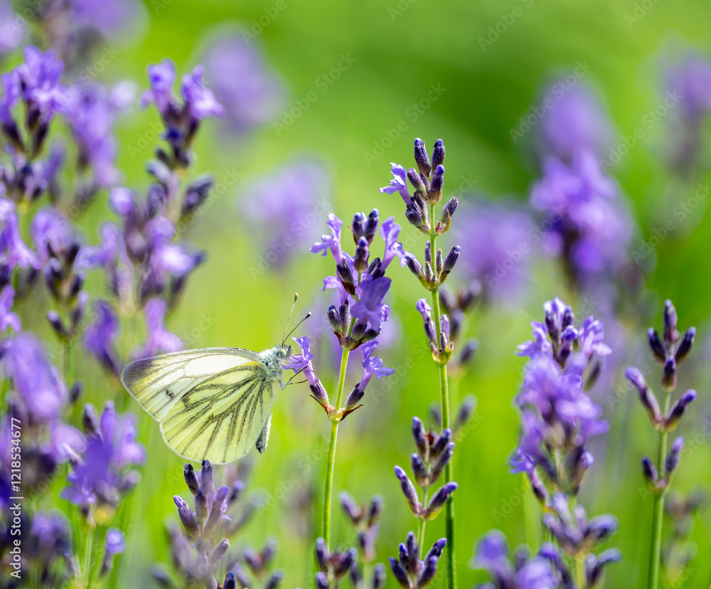 Macro of a white cabbage butterfly
