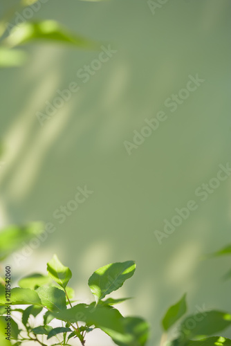 Lush green leaves softly illuminated by sunlight against a light backdrop