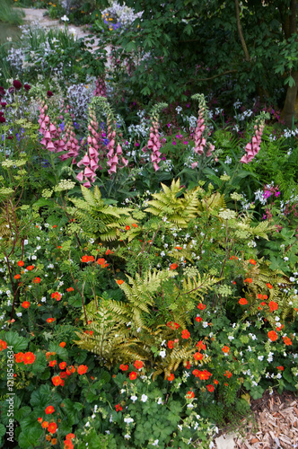 Flower border with mixed planting including Digitalis and Ferns
