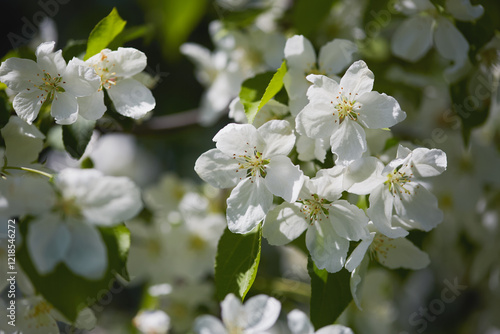 Beautiful white flowers blooming in spring under bright sunlight