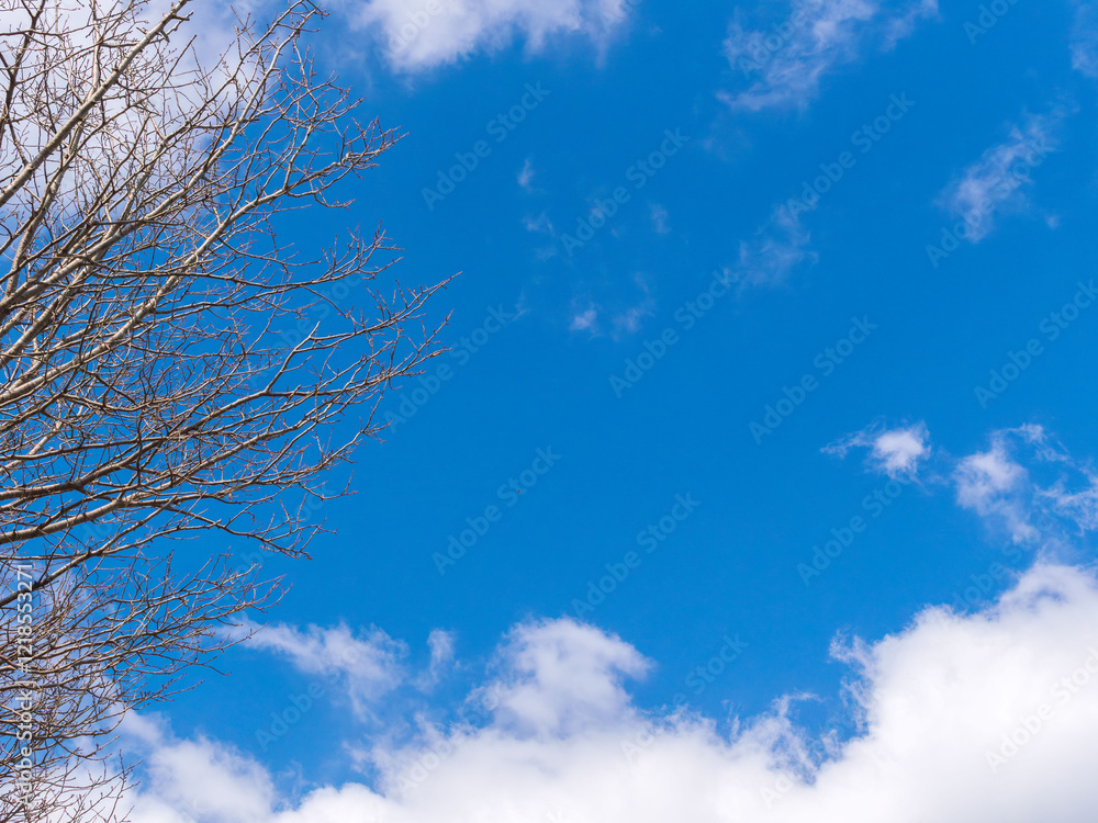 1月の青空と白い雲と葉の落ちた樹木220