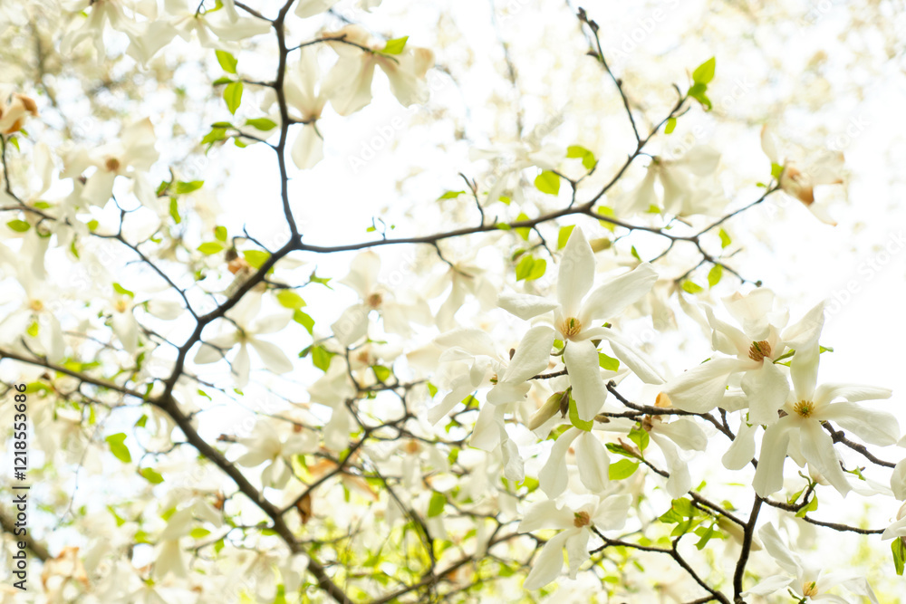 Blooming tree branches. Magnolia blossoms. Close-up of white magnolia flowers on a tree against the backdrop of a green spring park. blurred foreground 