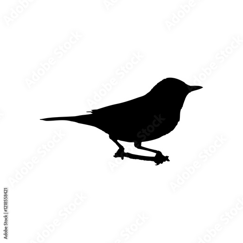 Silhouette of a standing wagtail bird.