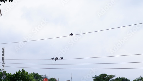 Birds perched on power lines
