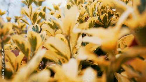 Mito, Ibaraki, Japan - January 23 2025 Close-up of yellow-tinted rubber tree (Ficus elastica) leaves filling the frame, highlighting their warm tones and natural beauty. Perfect for botanical themes. photo