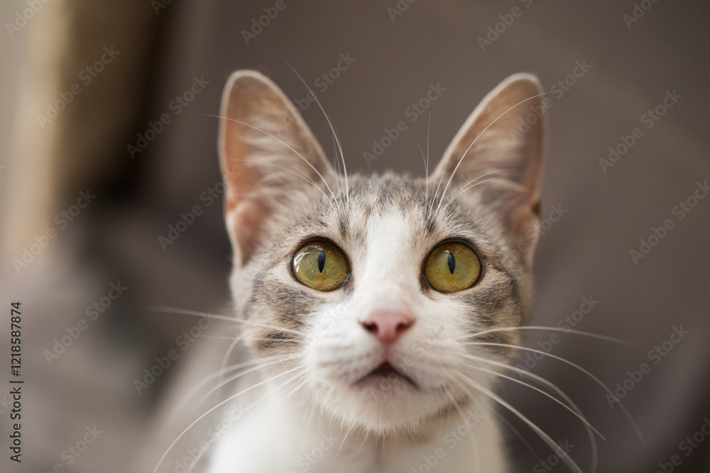 Pretty young tabby cat, indoor portrait Pretty young tabby cat, indoor portrait