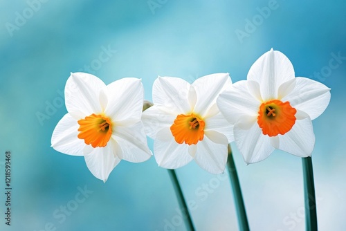 Daffodils with vibrant white petals orange centers blurred blue background