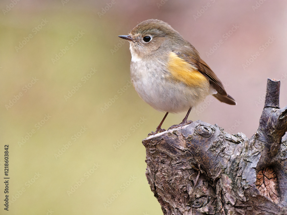 Close up view of cute female lovely Red-flanked Bluetail (Tarsiger cyanurus, family comprising flycatchers) standing on tree with blurry background.