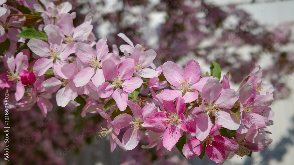 Apple trees in the garden bloom in May: flowers close up. Apple trees in the garden bloom in May: flowers close up.