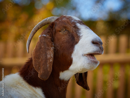 Bild auf Leinwand Portrait boer goat in sunshine colour with open mouth