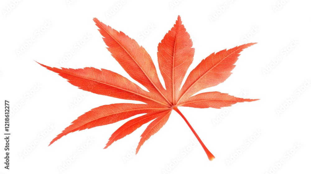 A red leaf of cannabis on transparent background A red leaf of cannabis on transparent background