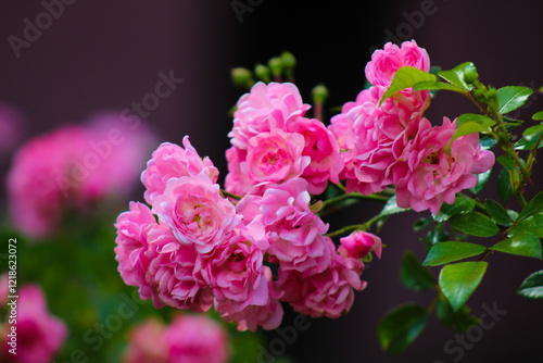 Wallpaper Mural A bunch of pink flowers with green leaves on a bush Torontodigital.ca