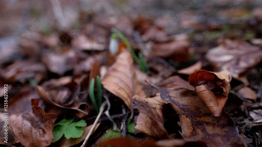 Delicate snowdrops emerging through fallen leaves in early spring Delicate snowdrops emerging through fallen leaves in early spring