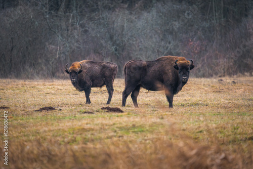 European bison - Bison bonasus on the meadow. Wildlife scene of an European bison photo