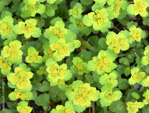 Close up on green and yellow Golden saxifrage Chrysoplenium alterifolium flowering in early spring photo