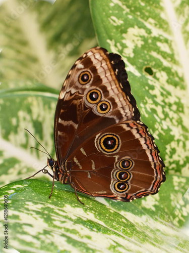 The common blue butterfly Morpho peleides wing underside eyespots photo