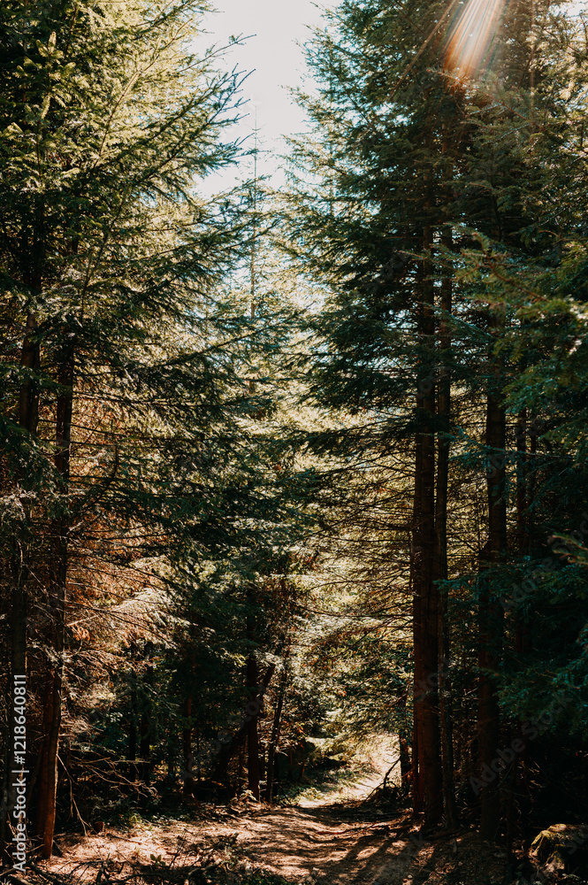 Obraz premium A peaceful and serene forest pathway, beautifully illuminated by warm sunlight, showcasing the lush green trees