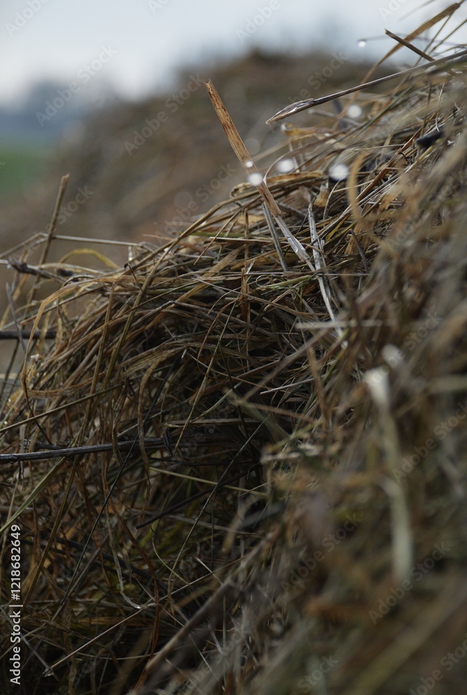 nest, bird, nature, straw, empty, grass, isolated, white, home, animal, natural, tree, egg, hay, brown, dry, nobody, closeup, easter, object, sky, winter