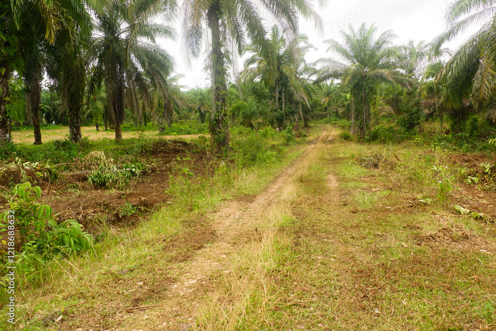 Oil palm plantations, oil palm trees with dirt roads are suitable for the plantation industry Oil palm plantations, oil palm trees with dirt roads are suitable for the plantation industry