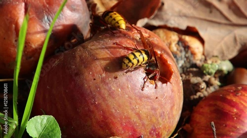 Two energetic wasps are seen feeding on decaying apples in an outdoor environment, showcasing the cycle of nature and the mutual reliance of insects and decomposing organic matter.